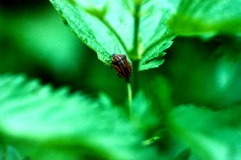 Streifenwanze (Graphosoma lineatum), Lnge:11 mm. Freilandlabor Siepegraben (Berlin(West)). Auf Wiesenkerbel (Anthriscus silvestris) berhrender Groer Brennessel (Urtica dioica). 16.06.87