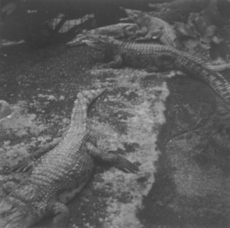 Photo: Blick von der Fußgängerbrücke in dem Aquaterrarium im Zoo-Aquarium aus hinunter zu den Krokodilen. In Berlin(West). Im Jahr 1967. Photograph: Erwin Thomasius.