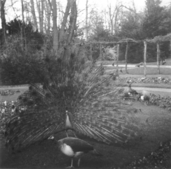 Schwarz-Weiß-Photo: Seine Oberschwanzdecken zu einem Rad aufrichtender männlicher Pfau auf der Pfaueninsel in Berlin(West) im Jahr 1967. Photograf: Erwin Thomasius.