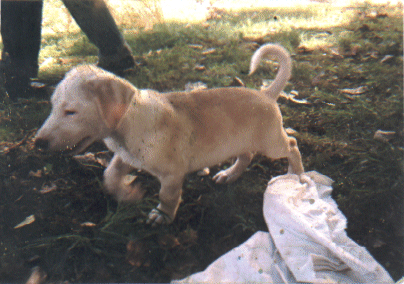 Farbfoto von dem Welpen Ganesh.