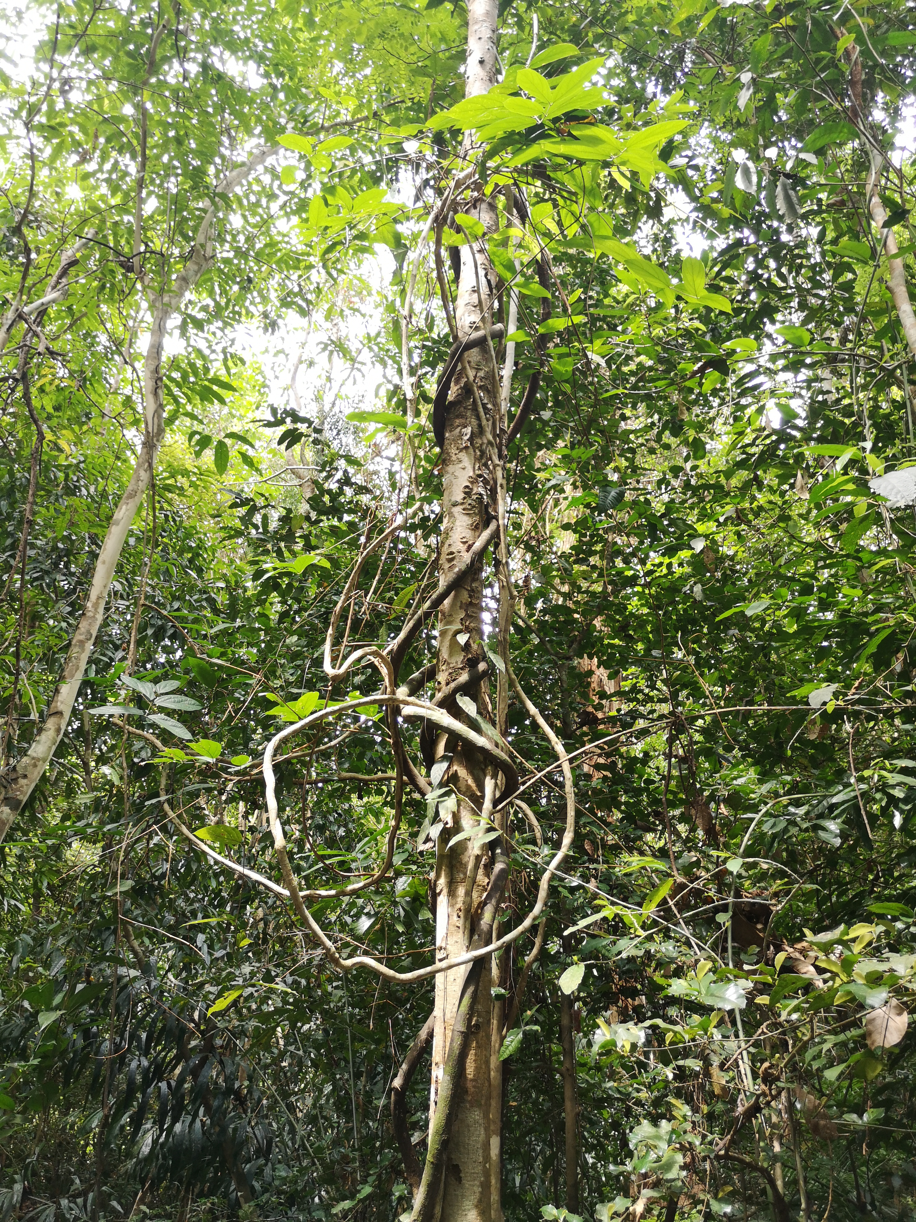 Farbfoto vom Urwald im Khaochamao-Khaowong National Park in Thailand. Im April 2023. Fotograf: Erwin Thomasius.