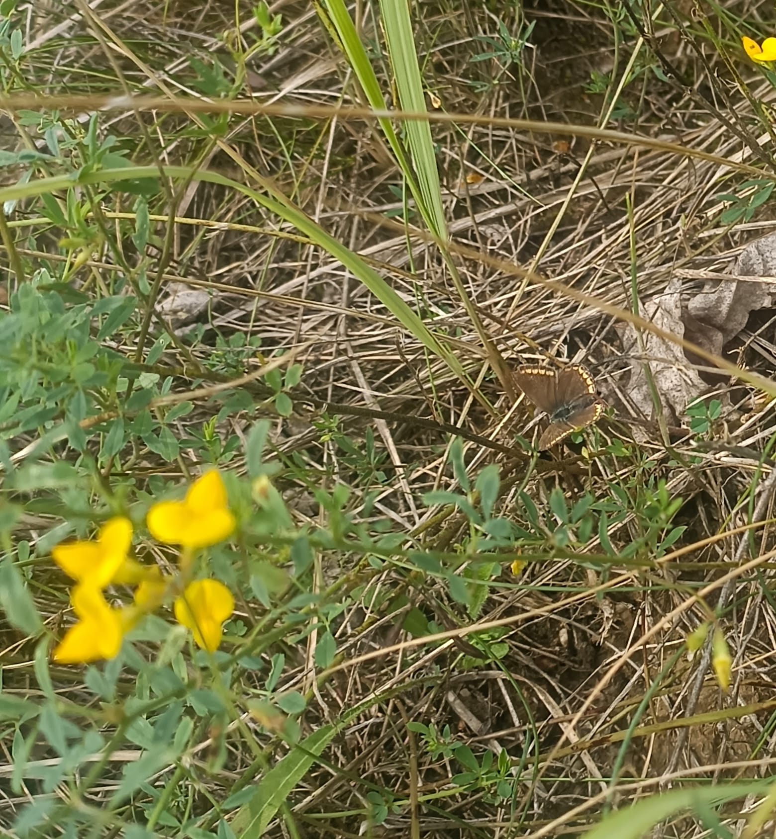 Farbfoto: Ein Schmetterling in der Nähe vom Geiseltalsee, am Montag, dem 28. Juli im Jahre 2025. Foto: Ralf Splettstoesser.