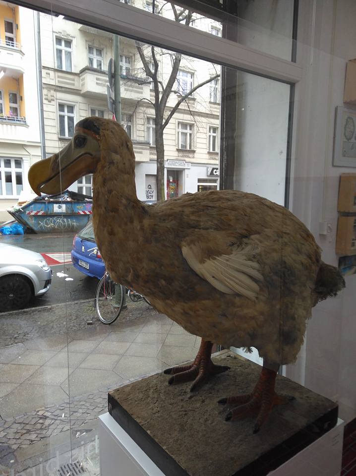 Blick auf eine Nachbildung des Dodo Raphus cucullatus in der Galerie centrum in der Reuterstra&szlig;e in Neuk&ouml;lln in Berlin im Jahre 2017. Fotograf: Ralf Splettstoesser.