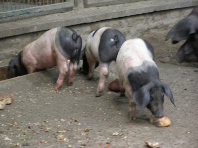 Farbphoto von drei Schwäbisch-Hällischen Schweinen im Tierpark in Berlin im Jahre 2008. Photo: Luise Müller