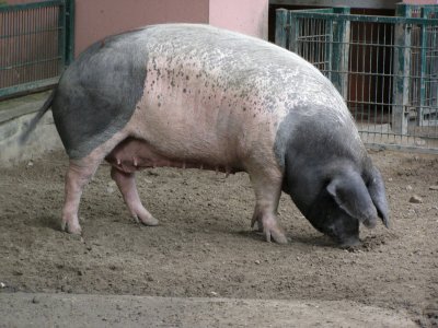 Farbphoto von einem Schwäbisch-Hällischen Landschwein im Berliner Tierpark im Jahr 2008. Photographin: Luise Müller.