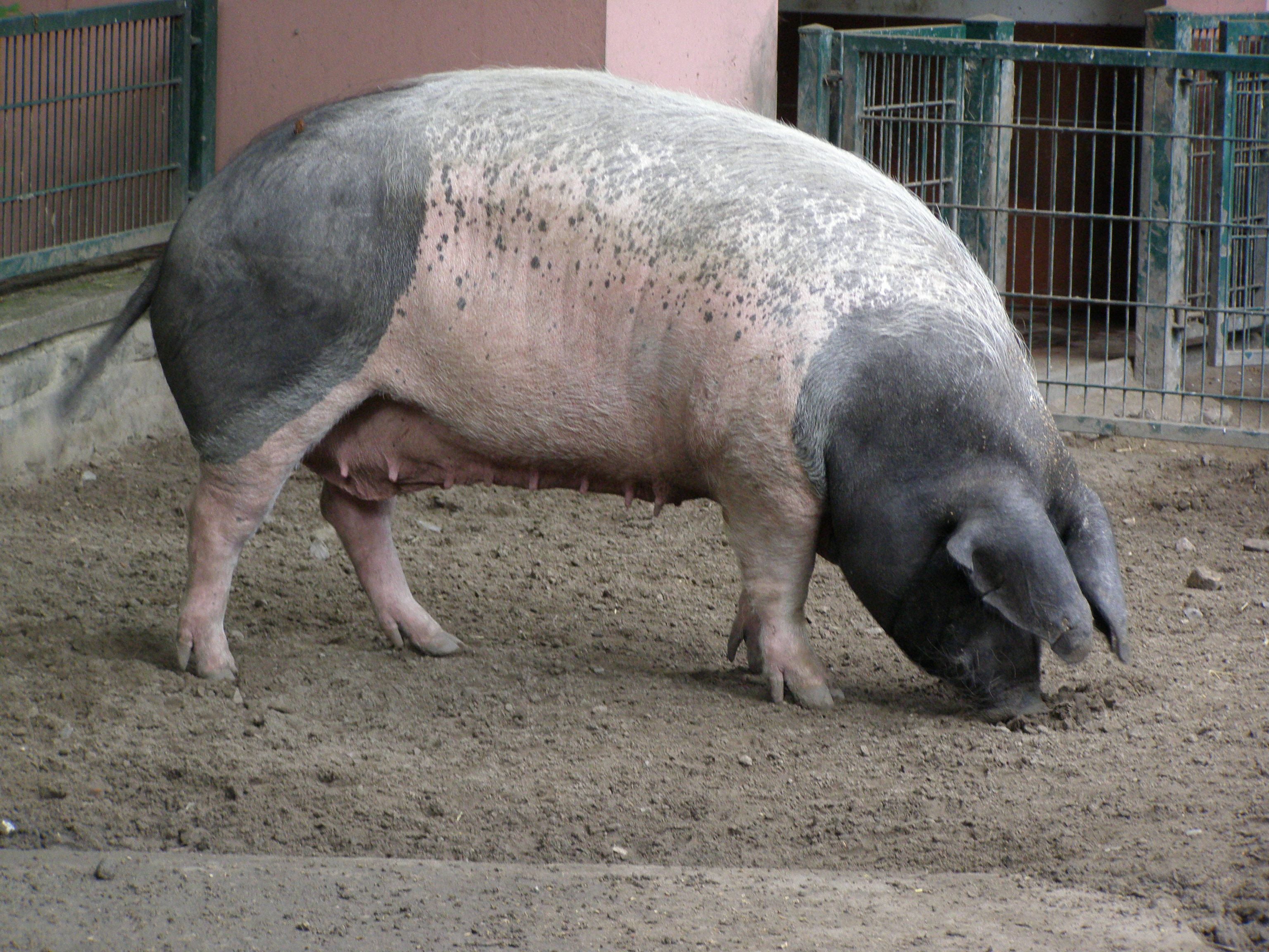 Farbphoto von einem Schwäbisch-Hällischen Hausschwein im Berliner Tierpark im Jahr 2008. Photgraphin: Luise Müller